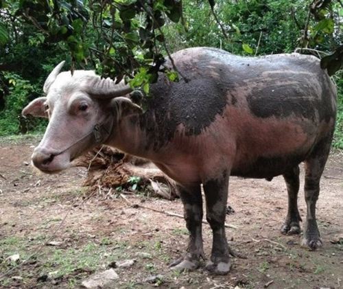 ควายเผือกบุญมา