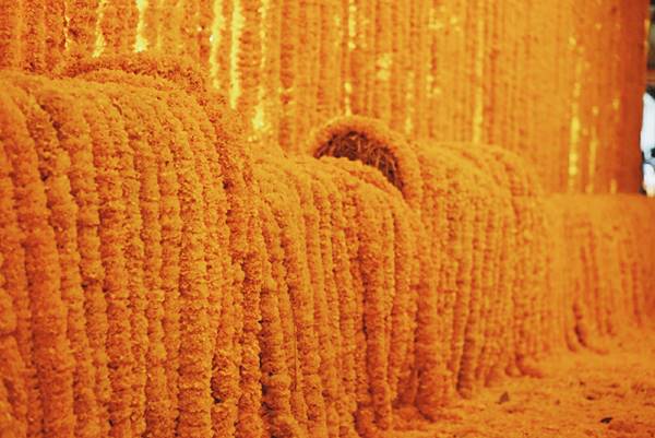 ซุ้มดอกไม้เพื่อพ่อ