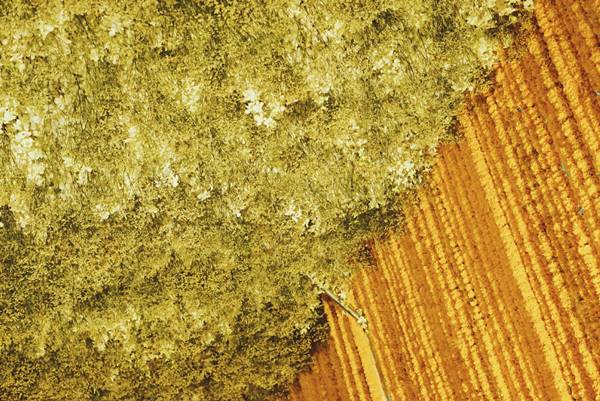 ซุ้มดอกไม้เพื่อพ่อ