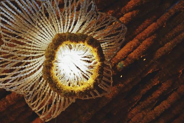 ซุ้มดอกไม้เพื่อพ่อ