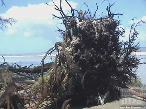 ตรังดันสร้างเขื่อน หลังน้ำเซาะหาดปากเมงเข้าขั้นวิกฤติ