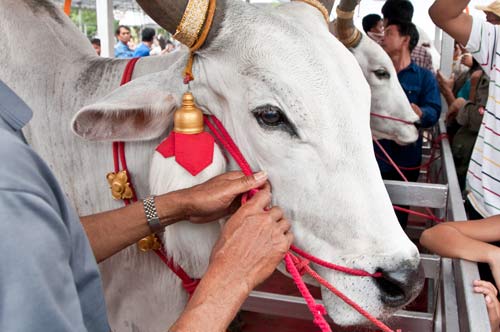 พระราชพิธีพืชมงคล 2555