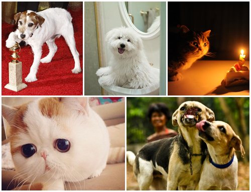 10 สัตว์เลี้ยงชื่อดังแห่งปี 2555 ทั้งฮา น่ารัก และน่าทึ่ง