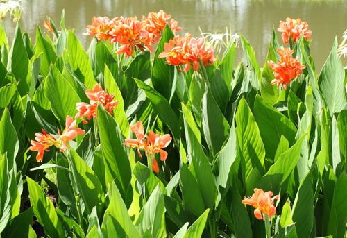 ดอกพุทธรักษา ดอกไม้วันพ่อ