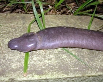 Atretochoana eiselti 
