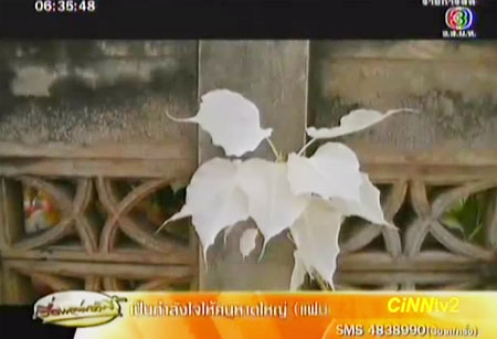 ต้นโพธิ์สีขาว