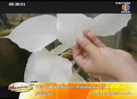 ต้นโพธิ์สีขาว