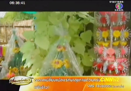 ต้นโพธิ์สีขาว