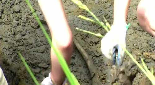 ชายมะกันขุดพบโครงกระดูกแมมมอธหมื่นปีในสวนหลังบ้าน 