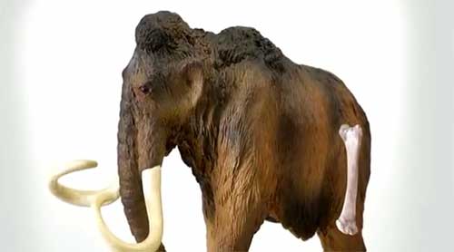 ชายมะกันขุดพบโครงกระดูกแมมมอธหมื่นปีในสวนหลังบ้าน 