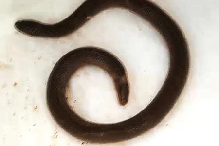 งูสองหัว มีหัวทั้งหัว-หาง