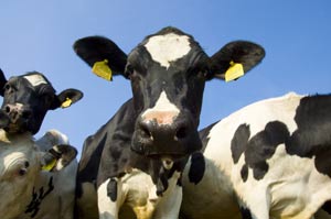 รัสเซียช่วยเด็ก 5 ขวบอยู่กับวัว ร้องมอ ๆ พูดไม่ได้