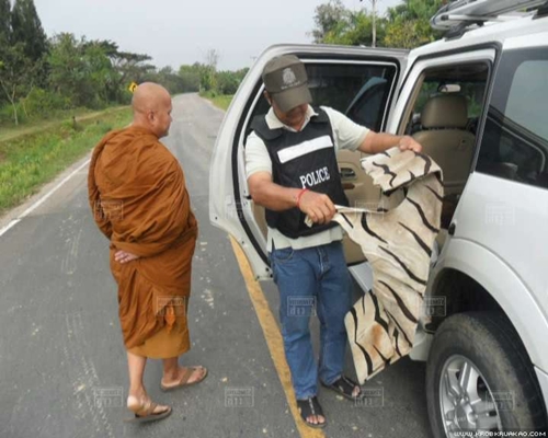 เจ้าอาวาสวัดดังซิ่งรถขนหนังเสือตากแห้ง 