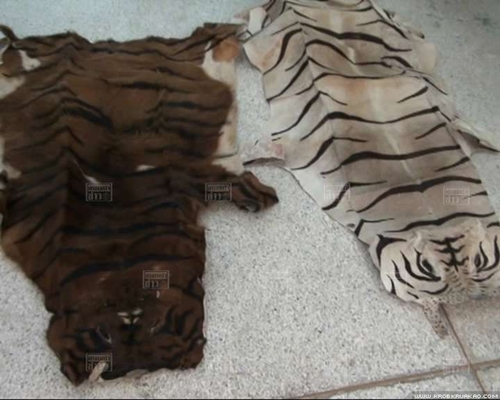 เจ้าอาวาสวัดดังซิ่งรถขนหนังเสือตากแห้ง 