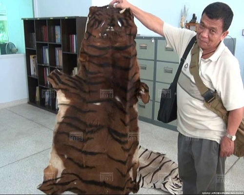 เจ้าอาวาสวัดดังซิ่งรถขนหนังเสือตากแห้ง 