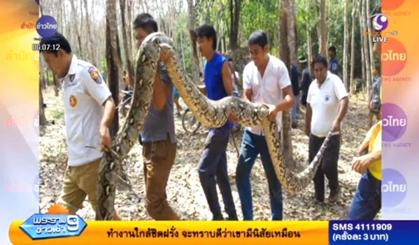 จับงูเหลือมยักษ์ 7 เมตร นอนขดในสวนยาง