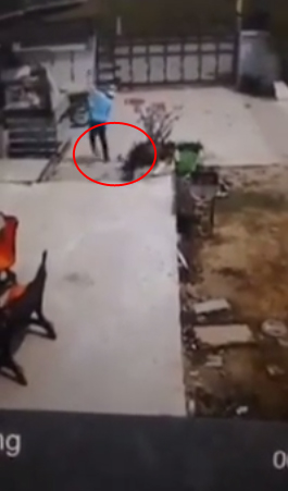 คลิป งูจงอางโผล่ฉกกลางบ้านถึง 2 ครั้ง