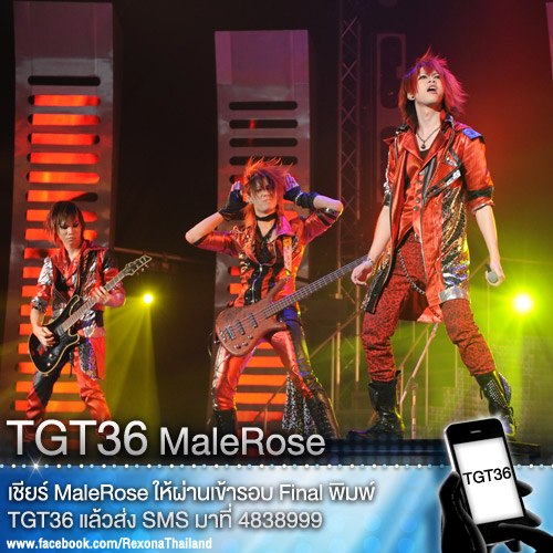 TGT36 Malerose