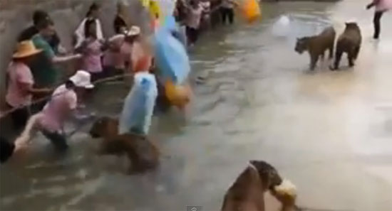 สื่อนอกแฉวัดเสือทารุณสัตว์ จับเสือมาวางยาเล่นกับคน