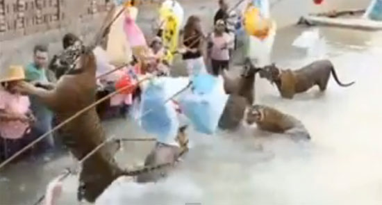 สื่อนอกแฉวัดเสือทารุณสัตว์ จับเสือมาวางยาเล่นกับคน