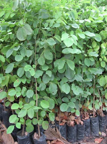 ไม้พะยูง