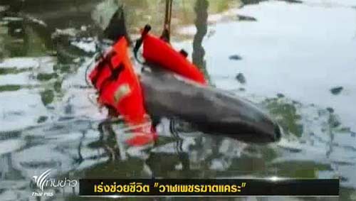 พบวาฬเพชรฆาตแคระ 2 ตัว เกยตื้นเกาะช้าง อาการยังวิกฤต