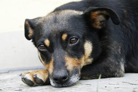 ตำรวจเตะหมาพิการ