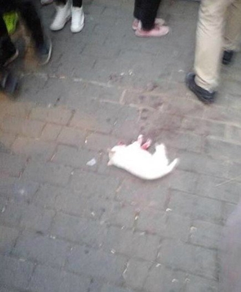 หนุ่มจีนทุ่มลูกหมา 5 ตัวดับกลางตลาด โมโหโดนงับมือ