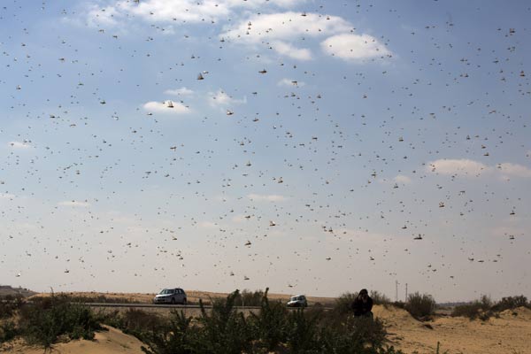 ฝูงตั๊กแตน