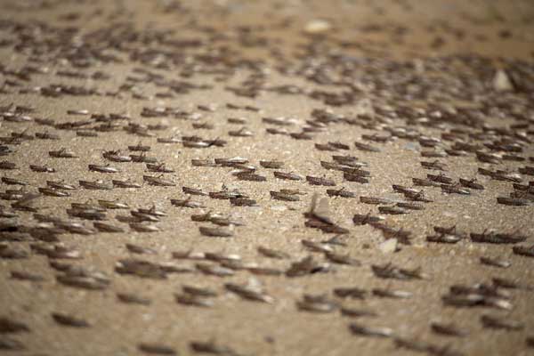 ฝูงตั๊กแตน