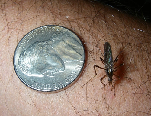 ยุงยักษ์