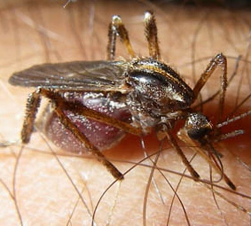 ยุงยักษ์