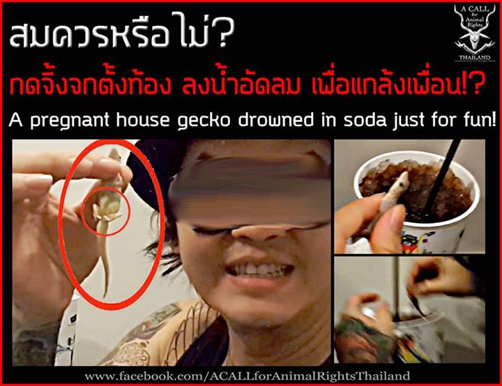 คลิป เฟ็ดเฟ่ เอาจิ้งจกใส่แก้วน้ำเพื่อน ชาวเน็ตสับเละ พรากชีวิตเพื่อความสะใจ