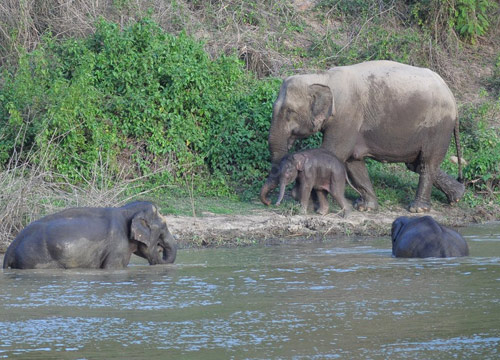 ช้างเผือก แก่งกระจาน
