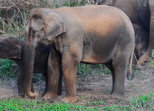 ช้างเผือก แก่งกระจาน