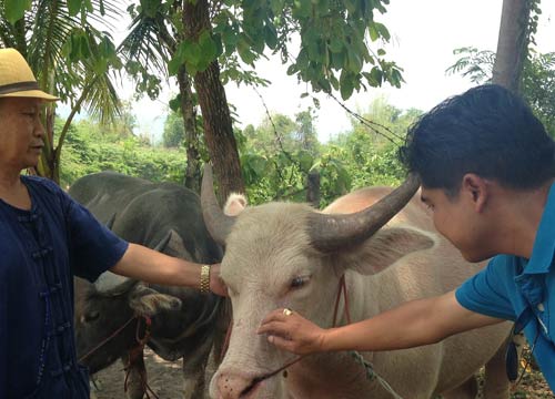 ไถ่ชีวิตควายเผือก