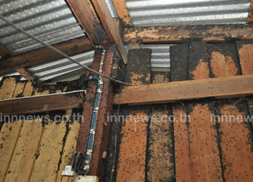 แมลงปีกแข็ง บุกยึดบ้าน จ.ตาก 