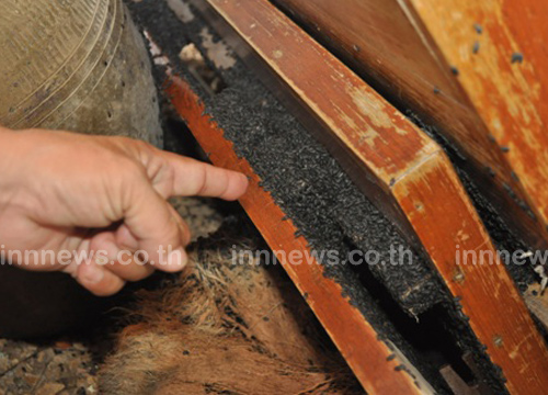 แมลงปีกแข็ง บุกยึดบ้าน จ.ตาก 