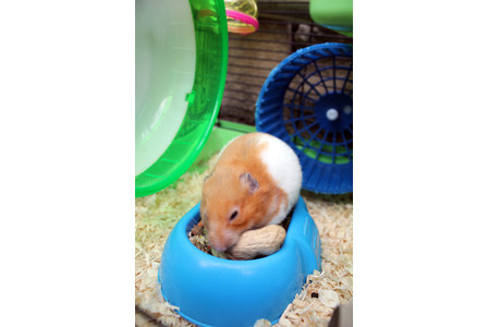 หนูฟื้นคืนชีพ หลังเจ้าของคิดว่าตายและเอาไปฝัง 1 วัน