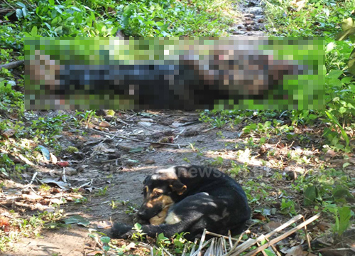 สุนัขเฝ้าศพ