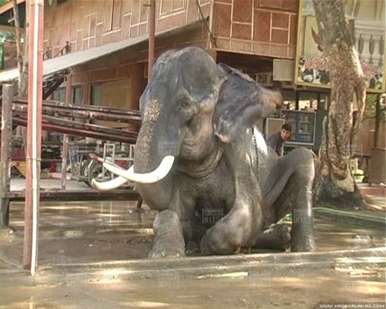 พลายบิ๊ก ช้างทำร้ายพยาบาล ดับ เจ้าของวังช้าง ทำพิธี ตัดงาพลายบิ๊ก