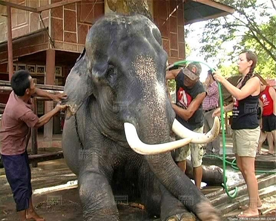 พลายบิ๊ก ช้างทำร้ายพยาบาล ดับ เจ้าของวังช้าง ทำพิธี ตัดงาพลายบิ๊ก