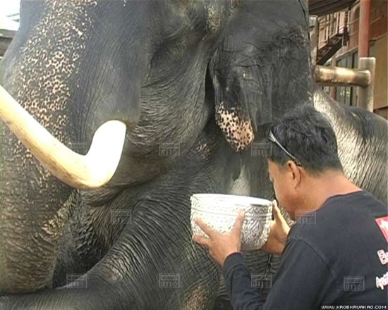 พลายบิ๊ก ช้างทำร้ายพยาบาล ดับ เจ้าของวังช้าง ทำพิธี ตัดงาพลายบิ๊ก