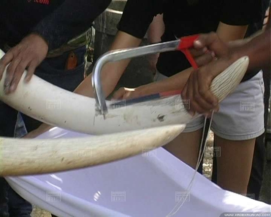 พลายบิ๊ก ช้างทำร้ายพยาบาล ดับ เจ้าของวังช้าง ทำพิธี ตัดงาพลายบิ๊ก