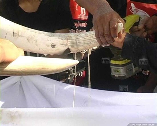 พลายบิ๊ก ช้างทำร้ายพยาบาล ดับ เจ้าของวังช้าง ทำพิธี ตัดงาพลายบิ๊ก