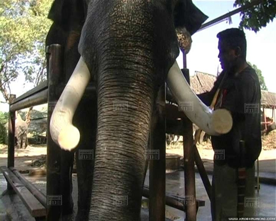 พลายบิ๊ก ช้างทำร้ายพยาบาล ดับ เจ้าของวังช้าง ทำพิธี ตัดงาพลายบิ๊ก