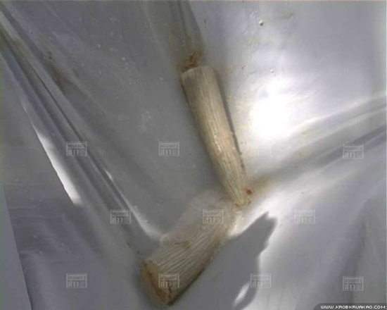 พลายบิ๊ก ช้างทำร้ายพยาบาล ดับ เจ้าของวังช้าง ทำพิธี ตัดงาพลายบิ๊ก