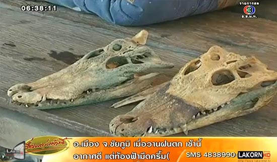 จระเข้ โผล่เกยตื้น ริมแม่น้ำ แม่กลอง ราชบุรี