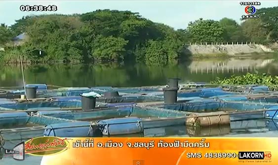  จระเข้ โผล่เกยตื้น ริมแม่น้ำ แม่กลอง ราชบุรี