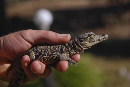 ลูกจระเข้